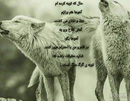 عکس گرگ برای تصویر زمینه عکس گرگ برای تصویر زمینه