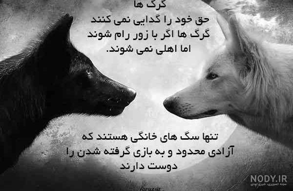 عکس گرگ برای تصویر زمینه عکس گرگ برای تصویر زمینه