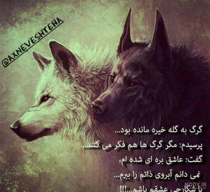 عکس گرگ زیبا عکس گرگ زیبا