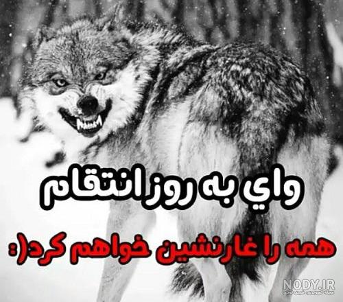 عکس گرگ سیاه برای تصویر زمینه عکس گرگ سیاه برای تصویر زمینه