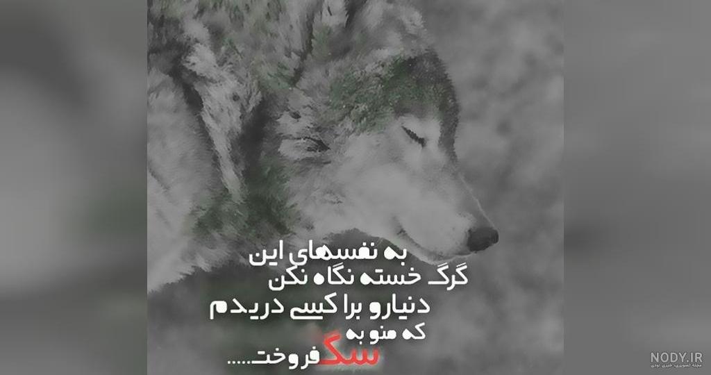 عکس گرگ سیاه ترسناک عکس گرگ سیاه ترسناک