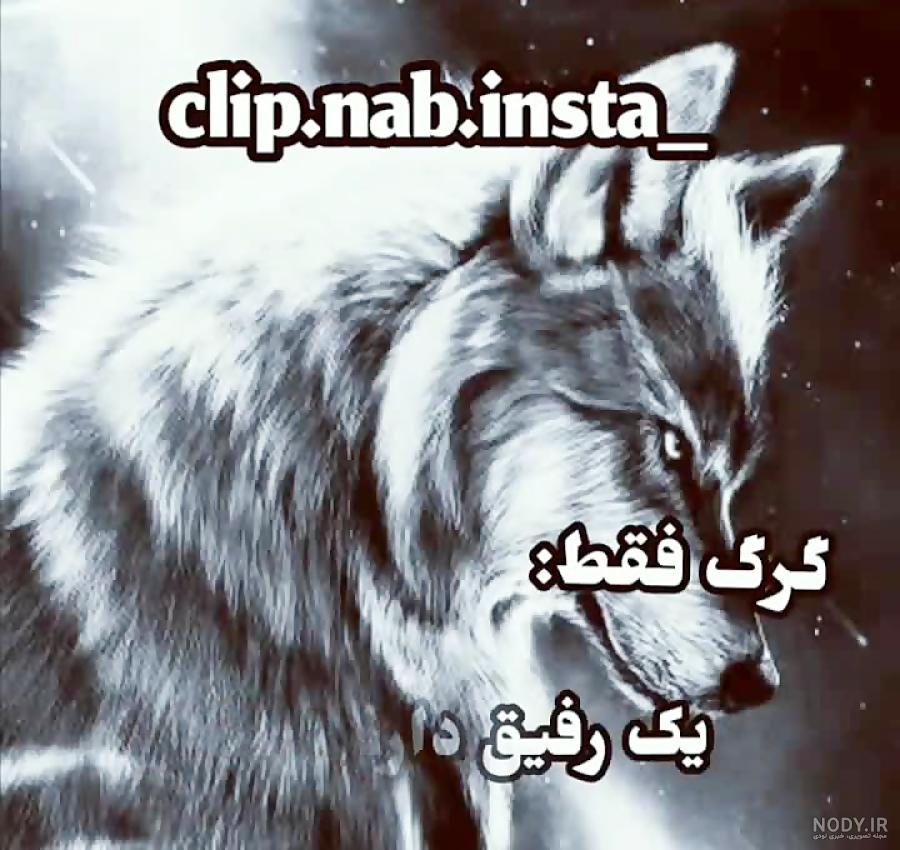 عکس گرگ وحشی سیاه عکس گرگ وحشی سیاه