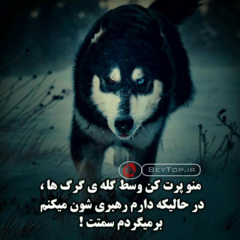 عکس گرگ چشم آبی عکس گرگ چشم آبی