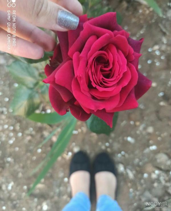 عکس گل جدید خفن