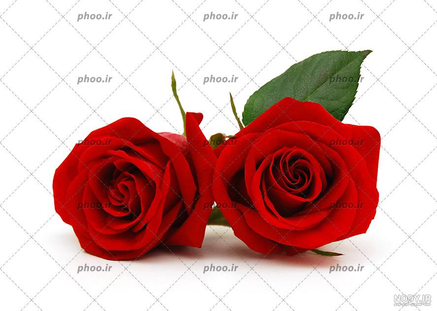 عکس گل رز زرد عکس گل رز زرد