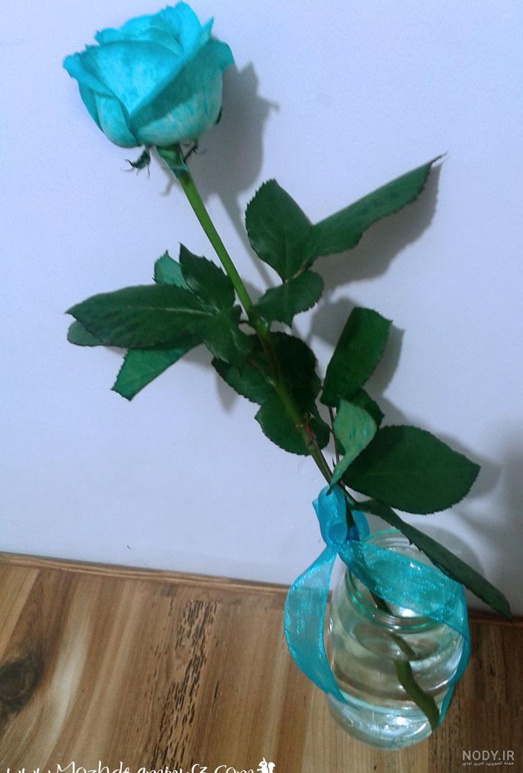 عکس گل رز زرد و صورتی عکس گل رز زرد و صورتی