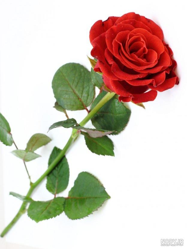 عکس گل رز شاخه عکس گل رز شاخه