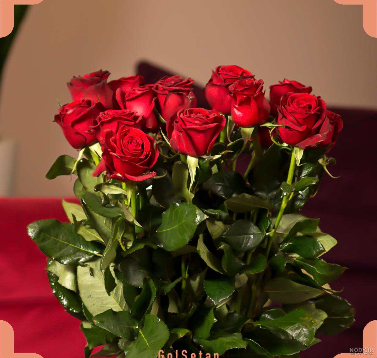 عکس گل رز شاخه بلند عکس گل رز شاخه بلند