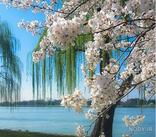 عکسهای فصل بهار برای پروفایل عکسهای فصل بهار برای پروفایل