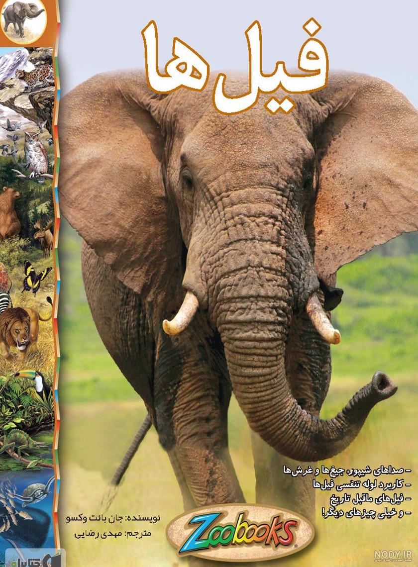 فواید عاج فیل فواید عاج فیل