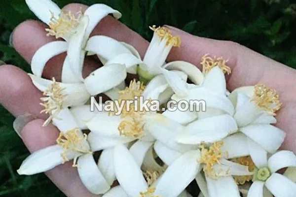 متن در مورد فصل بهار برای کودکان