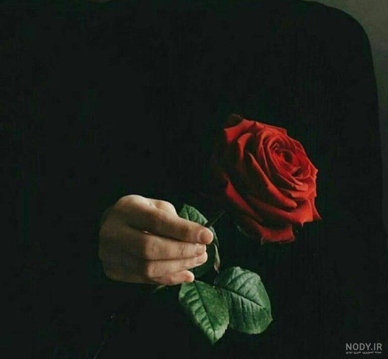 معنی گل رز زرد معنی گل رز زرد