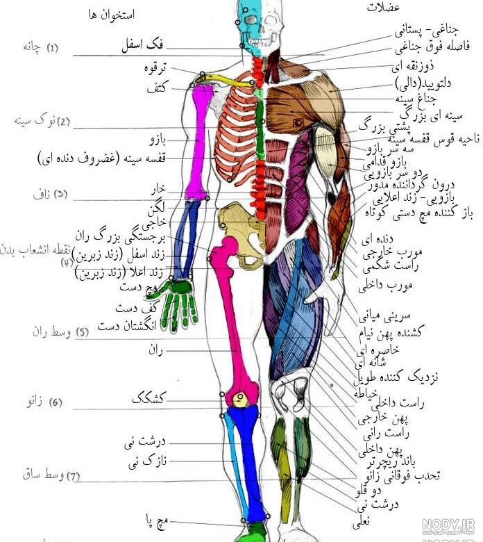 مقاله در مورد آناتومی بدن انسان