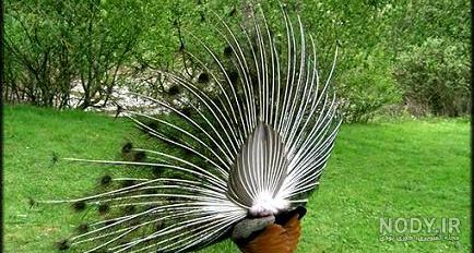 ملکه عکس طاووس صورتی