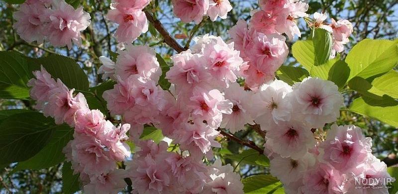 پروفایل بهاری شاد پروفایل بهاری شاد