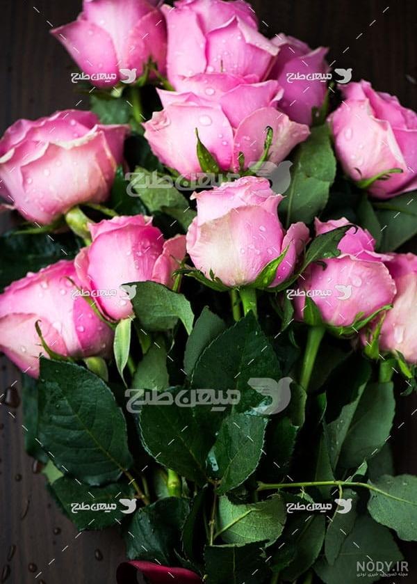 گل رز زرد هلندی گل رز زرد هلندی