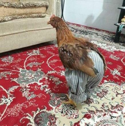 عکس های جالب و خنده دار جدید با موضوعات مختلف