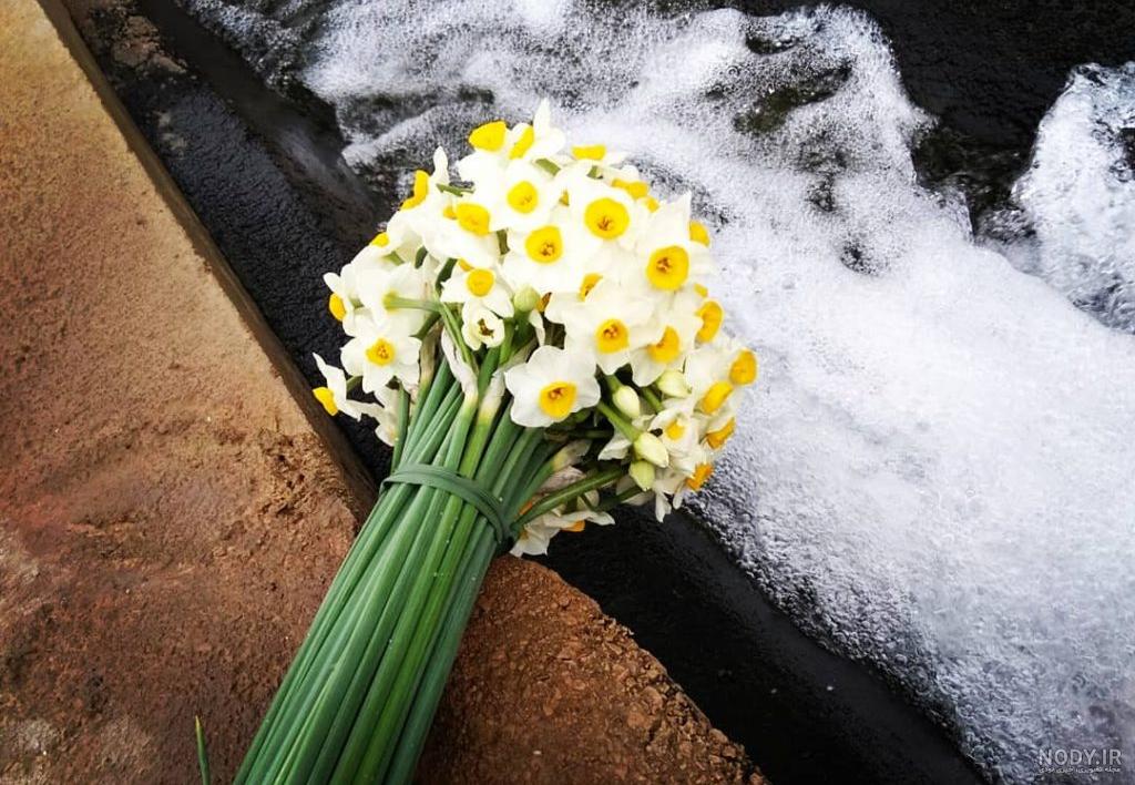  عکس گل نرگس در برف