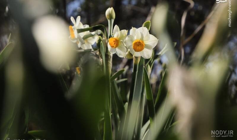  عکس گل نرگس در برف