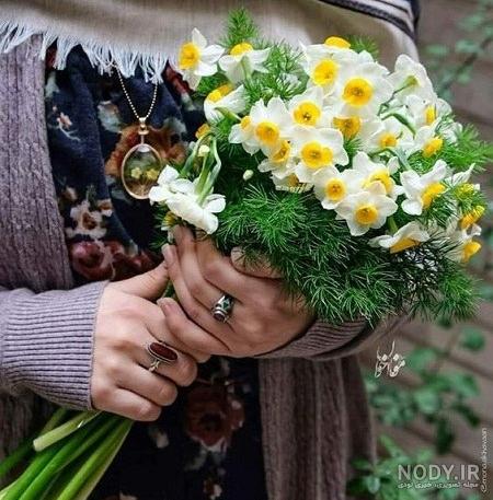  عکس گل نرگس در برف