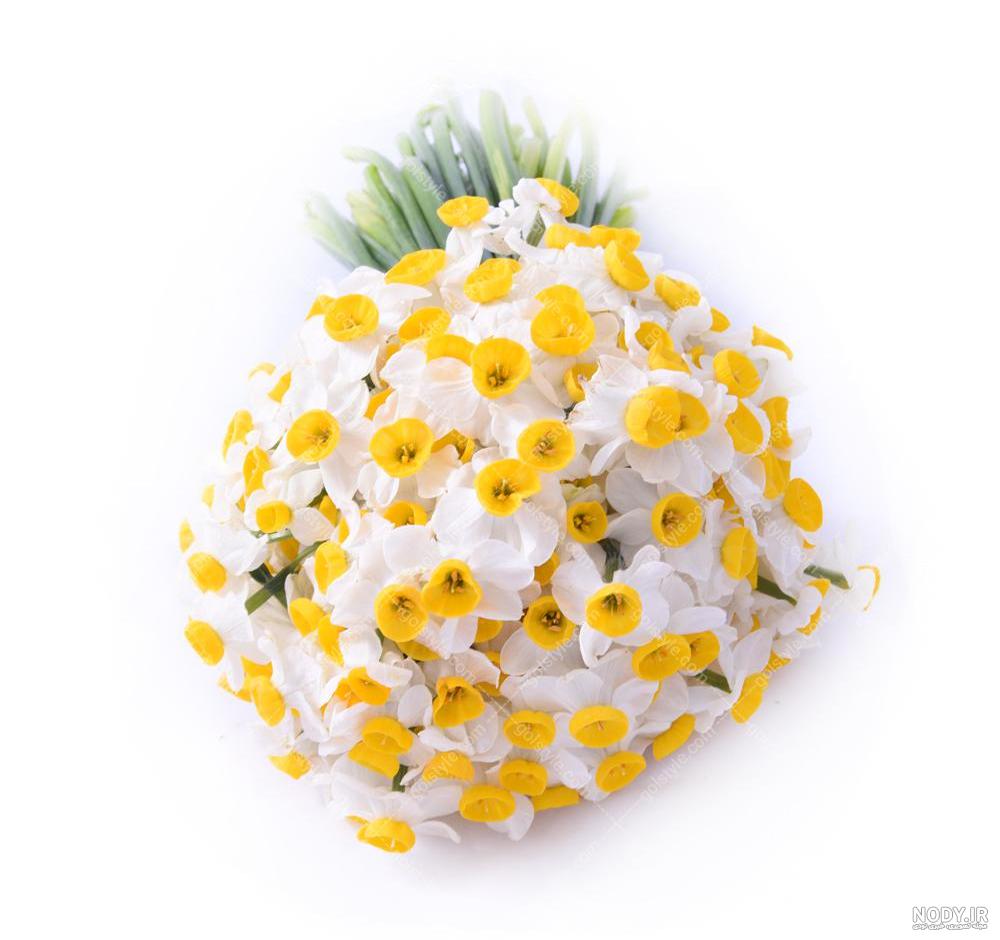  عکس گل نرگس در برف