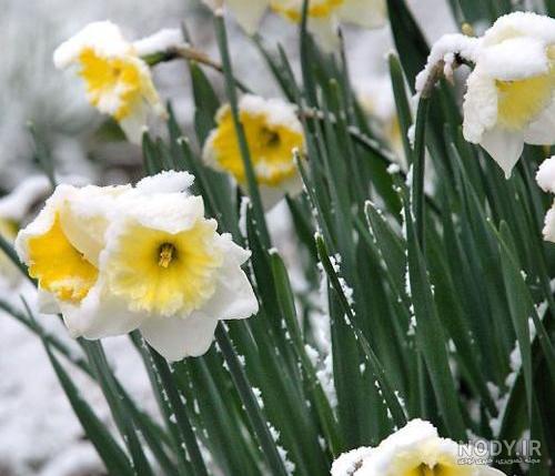 عکس گل نرگس در برف
