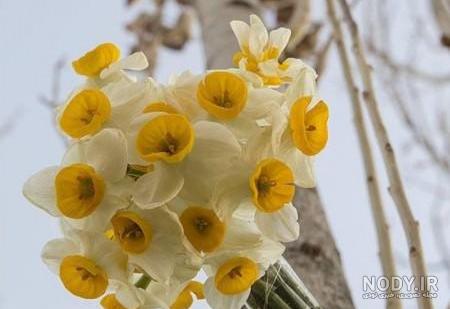  عکس گل نرگس در برف
