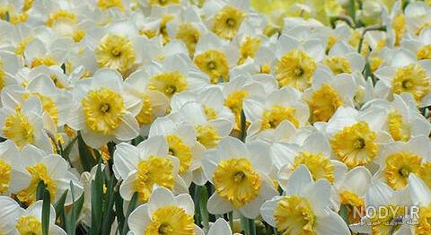  عکس گل نرگس در برف