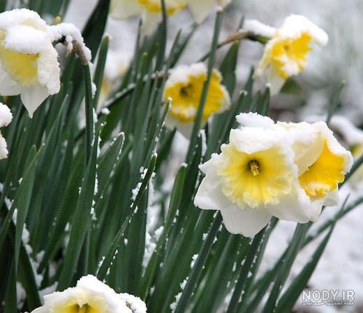  عکس گل نرگس در برف