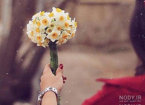  عکس گل نرگس در برف