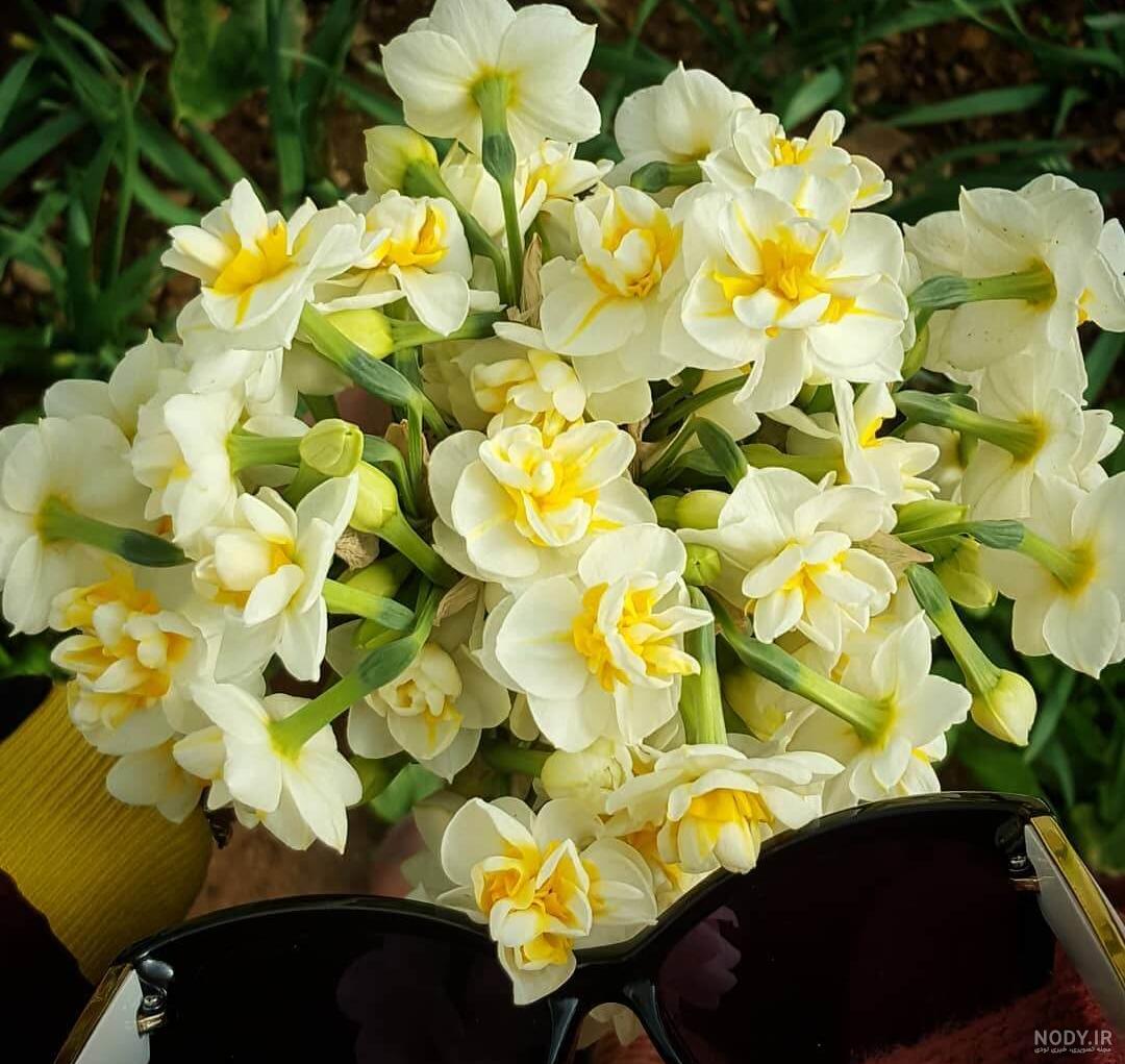  عکس گل نرگس در برف