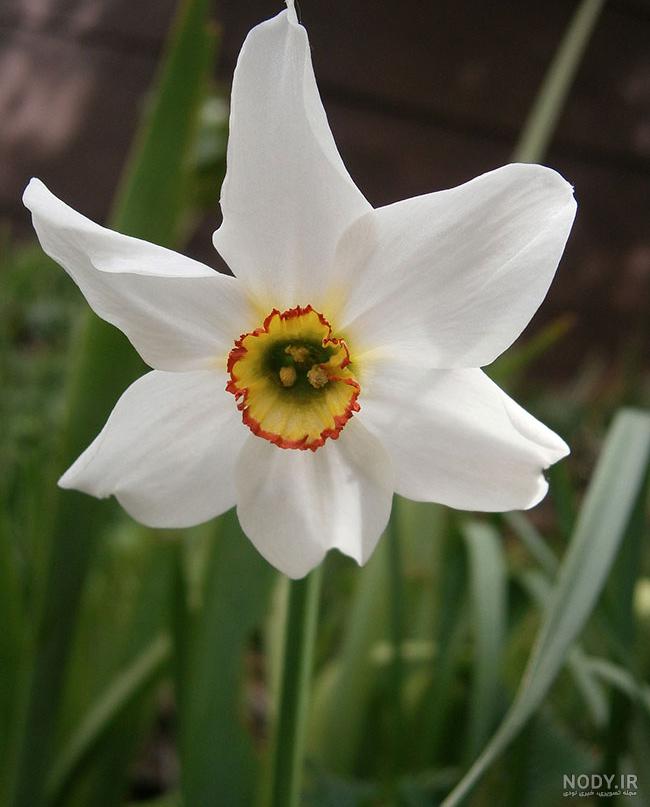  عکس گل نرگس در برف