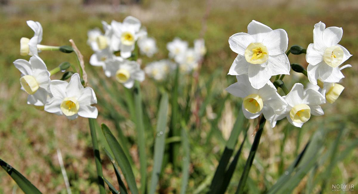  عکس گل نرگس در برف