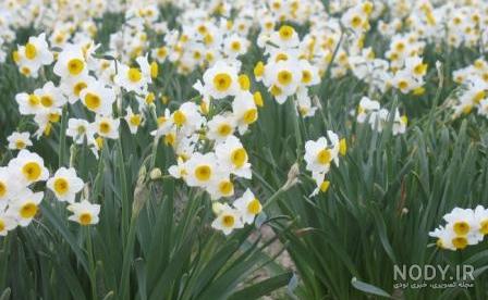  عکس گل نرگس در برف