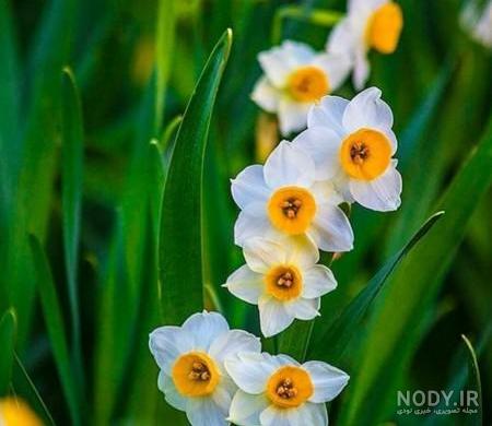  عکس گل نرگس در برف