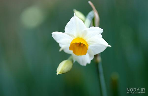  عکس گل نرگس در برف