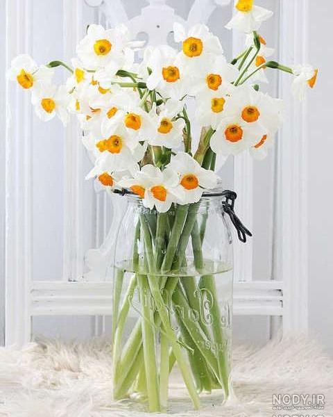  عکس گل نرگس در برف