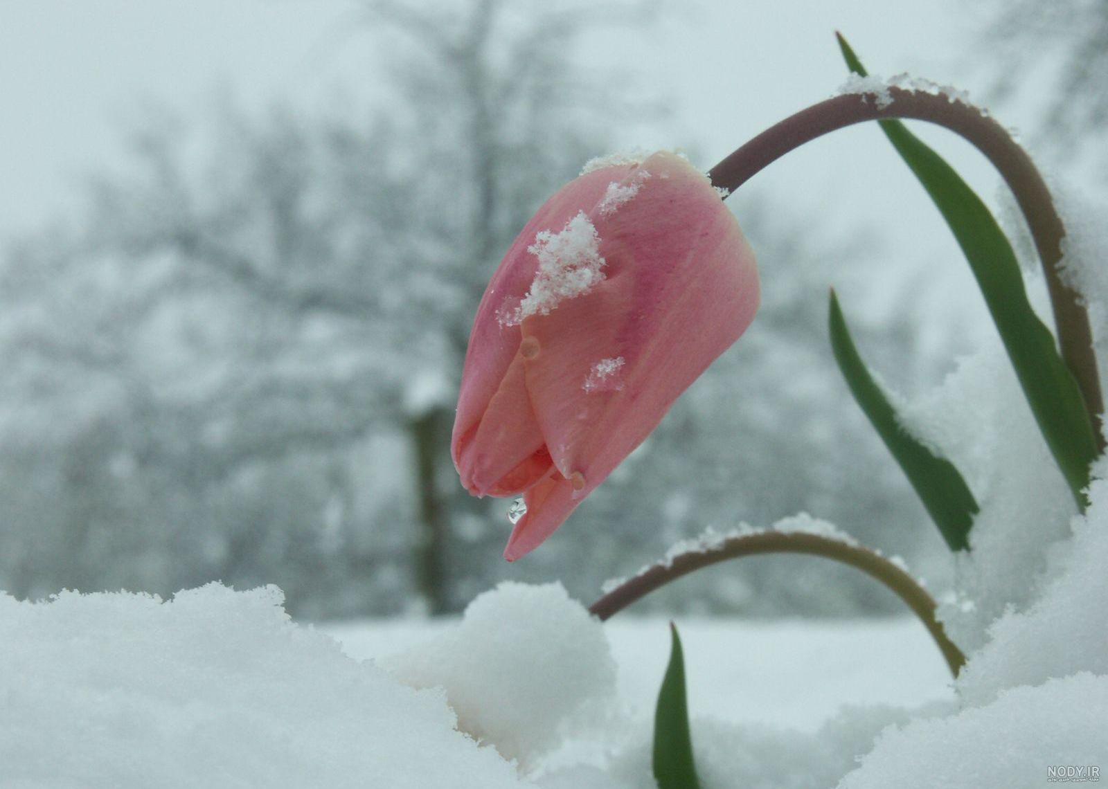  عکس گل نرگس در برف