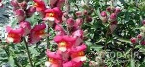 بذر گل میمون