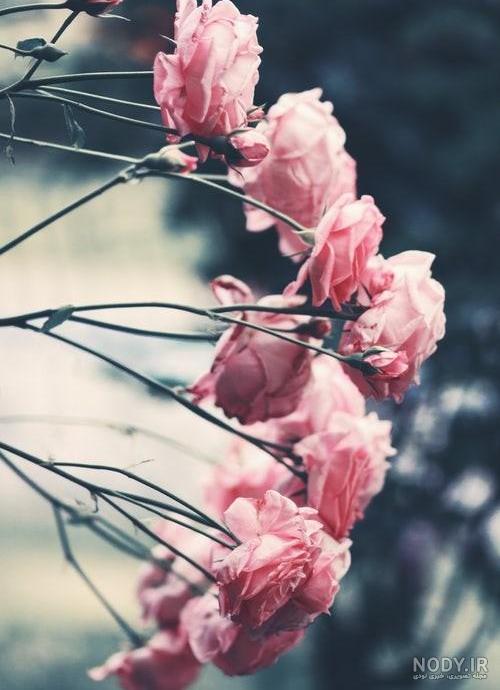 تصویر زمینه گل رز قرمز