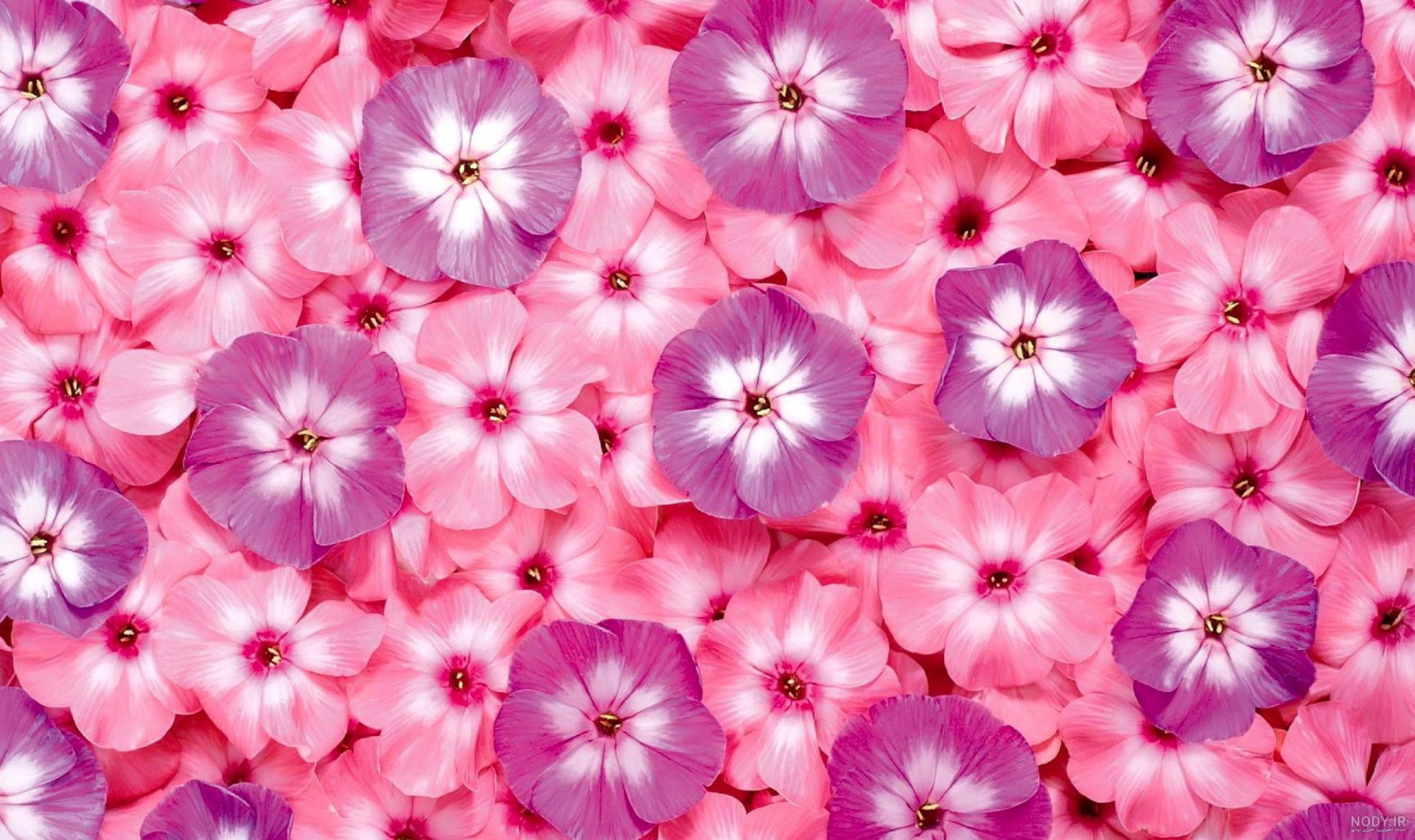 تصویر زمینه گل رز قرمز