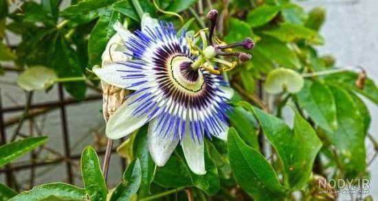 خرید دمنوش گل ساعتی خرید دمنوش گل ساعتی