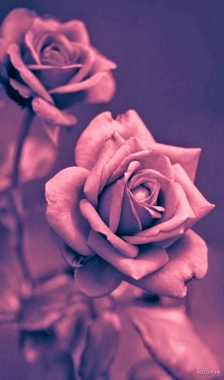 عکس تصویر زمینه گل رز