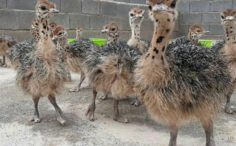 عکس جوجه شتر مرغ