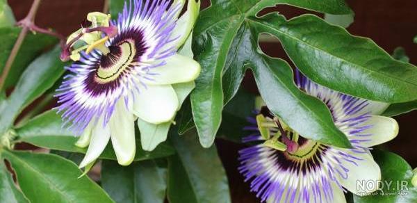 عکس دمنوش گل ساعتی عکس دمنوش گل ساعتی
