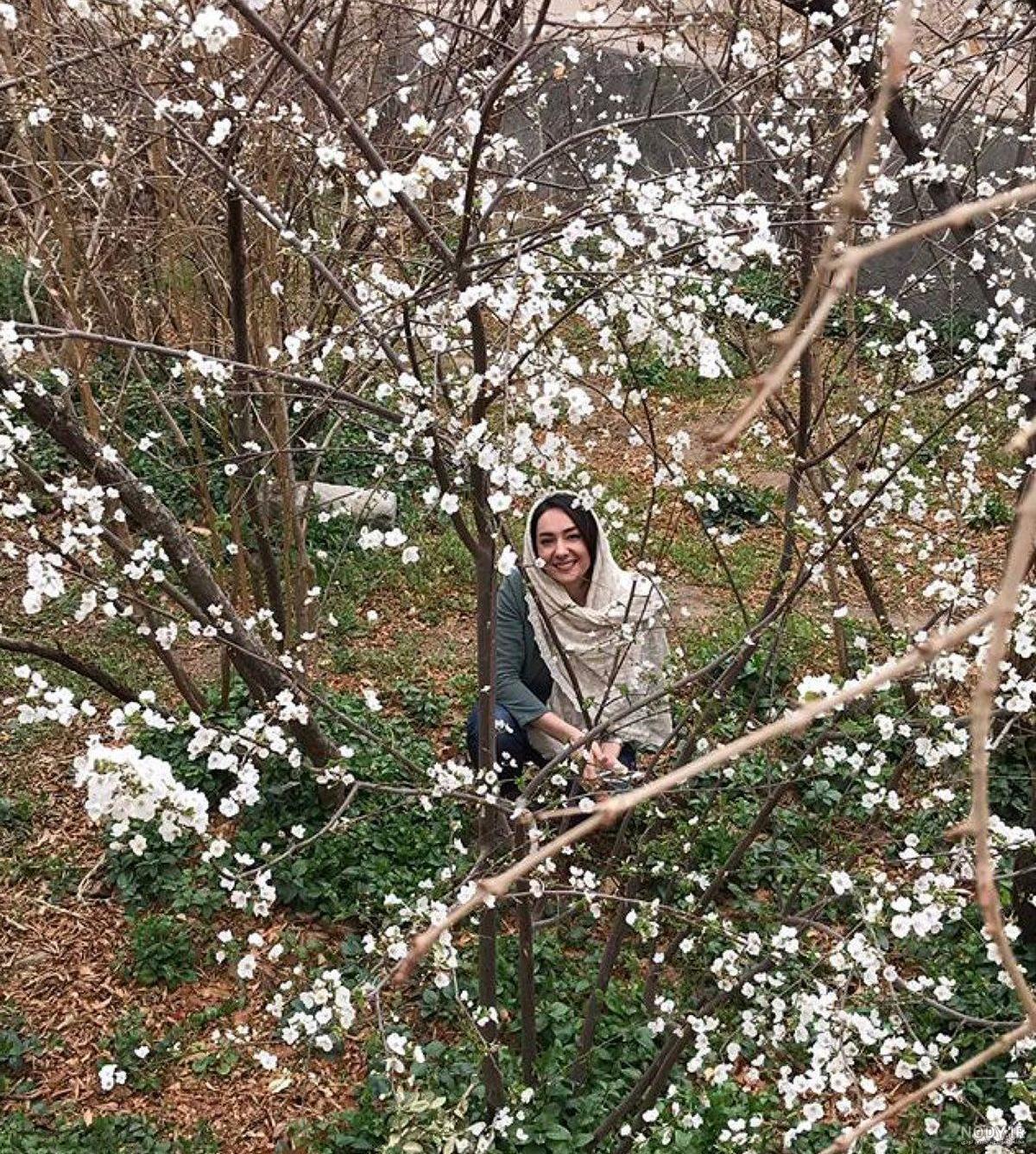 عکس شکوفه بهاری برای پروفایل