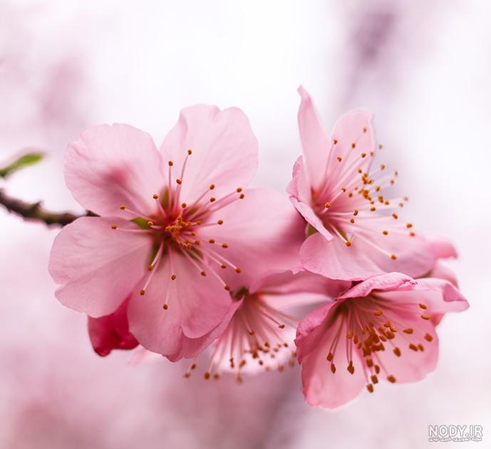 عکس شکوفه های بهاری برای تصویر زمینه