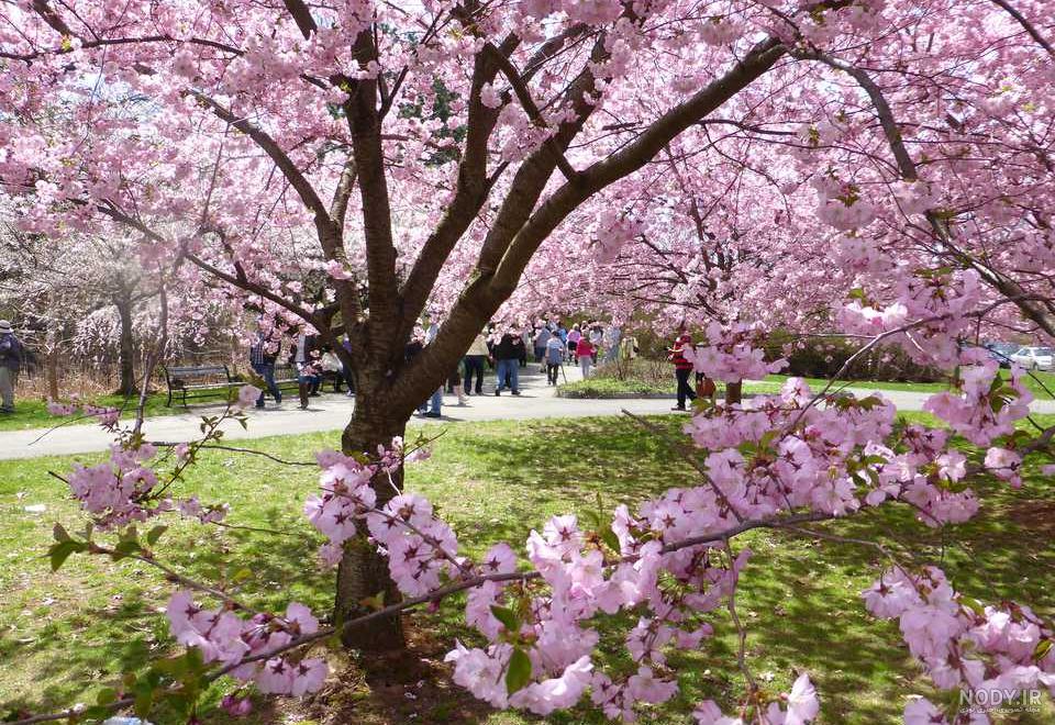 عکس شکوفه های بهاری طبیعی
