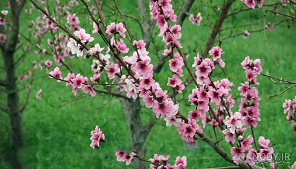عکس شکوفه های بهاری طبیعی