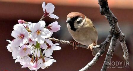 عکس شکوفه های بهاری نقاشی